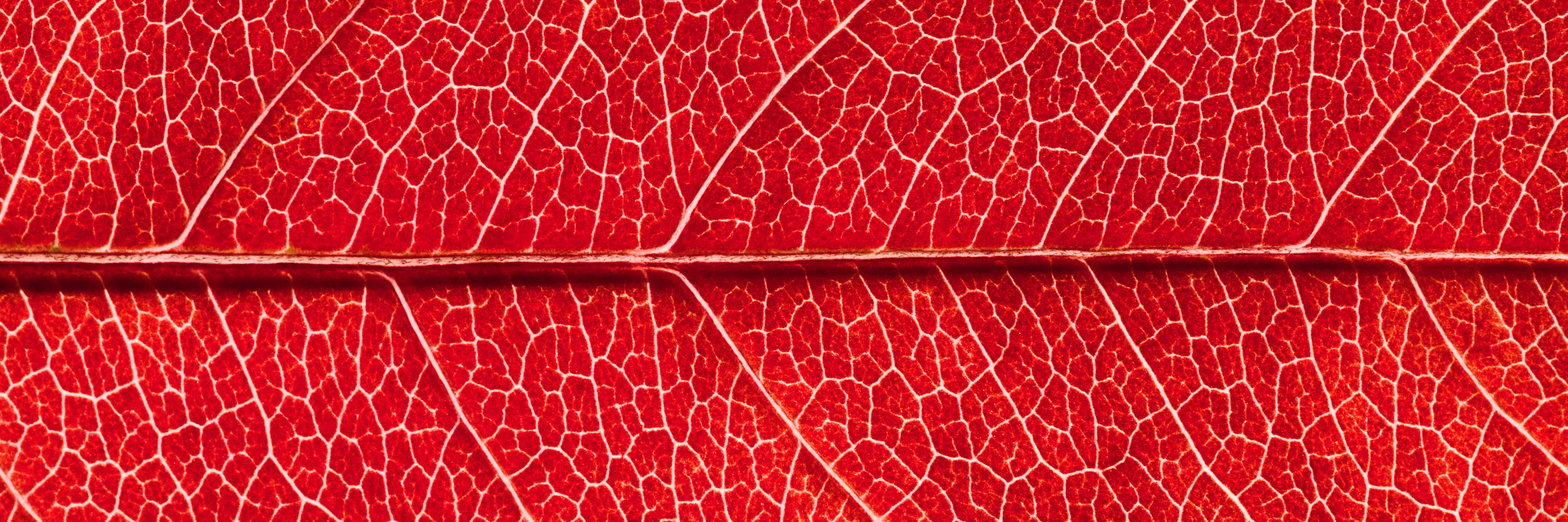 Foglia rossa